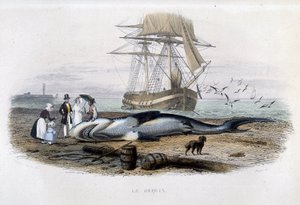 Haifischfang - in „Histoire naturelle de Lacepède“