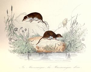 Spitzmaus und Wasserspitzmaus klassifiziert nach Linné und Cuvier (Gravur) von Unknown artist