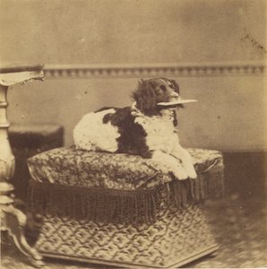 Sitzender Hund mit einem Bündel im Maul