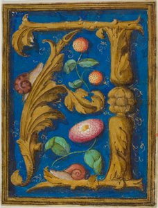 Schnecken, Erdbeeren und eine Blume in einem verzierten Initial "A" aus einem Manuskript
