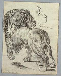 Studie eines Löwen