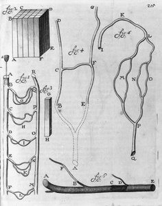 Studie des Blutkreislaufs bei fliegenden Fischen und anderen Tieren. Beschreibung von dem niederländischen Händler und Wissenschaftler Antoine van Leeuwenhoek (1632-1723). Gravur aus „Arcana Natura Detecta“ 1695