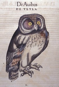 Die Eule in Historia Animalium von Conrad Gesner (1516 - 1565), Tiguri