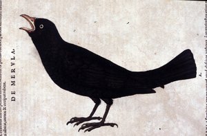 Die Amsel nach Historiae animalium von Konrad Gesner, Tiguri