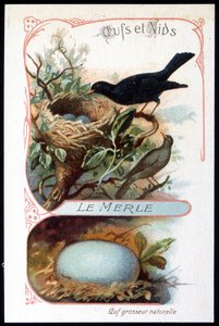 Die Amsel und ihr Nest - Chromolithographie, Ende des 19. Jahrhunderts