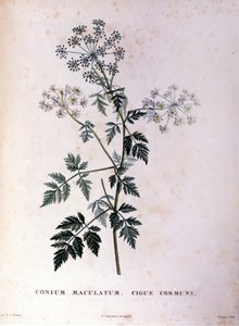 Der gefleckte Schierling. Gravur aus dem 18. Jahrhundert von Unknown artist