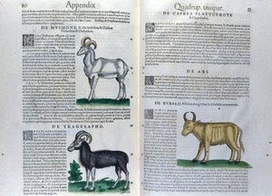 Die Doppelseite der Vierbeiner in Historia Animalium von Conrad Gesner (1516 - 1565), Tiguri von Unknown artist