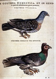 Die Taube nach der Historia Animalium von Conrad Gesner, Tiguri 1560. Biblioteca nazionale Braidense, Mailand