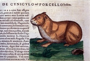 Das Meerschweinchen nach Historiae animalium von Konrad Gesner, Tiguri von Unknown artist