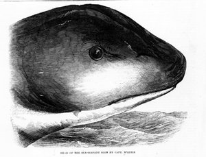Der Kopf der Riesenseeschlange wurde 1848 von der Besatzung der HMS Daedalus gesichtet. Zeitgenössische Gravur von Unknown artist