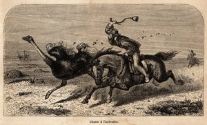 Die Straußenjagd, nach einer Fotografie gezeichnet, zur Illustration der Jagdgeschichte in Afrika von William Charles Baldwin zwischen 1852 und 1860. Gravur in „Le tour du monde“, herausgegeben von Edouard Charton
