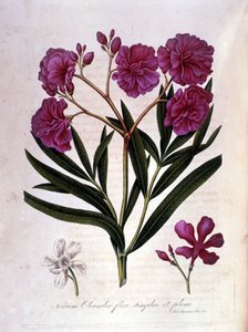 Der rosa Lorbeer (Oleander) - Herbarium aus dem 18. Jahrhundert von Unknown artist
