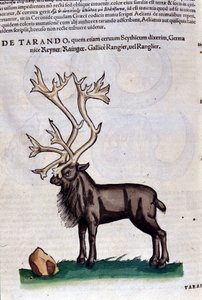 Das Rentier nach Historiae animalium von Konrad Gesner, Tiguri