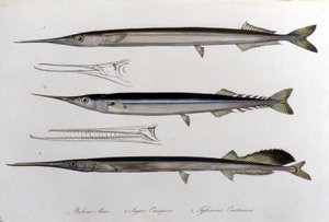 Die Meeresnadel. Naturgeschichtstafel. 19. Jahrhundert.