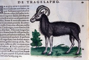 Das Schaf in Historia Animalium von Conrad Gesner (1516 - 1565), Tiguri