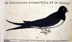Die Schwalbe nach Historiae animalium von Konrad Gesner, Tiguri
