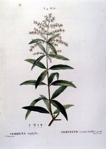 Die Verbene. Gravur aus dem 19. Jahrhundert von Unknown artist