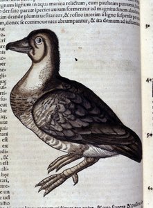Die Wildgans nach Historiae animalium von Konrad Gesner, Tiguri
