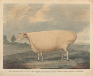 Diese berühmte Ewe wurde von Mr. Wilcox gezüchtet und gefüttert von Unknown artist