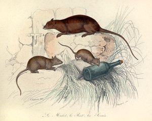 Drei Tiere: Maus, Ratte und Maulwurf, klassifiziert nach Linné und Cuvier (Gravur)