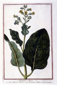 Tabakpflanze (Nicotiana Minor). Botanische Tafel aus einem Herbarium des 18. Jahrhunderts. von Unknown artist