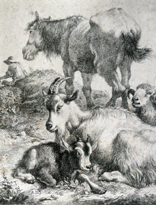 Zugpferd, Ziege, Ziege und Widder - Gravur von Unknown artist