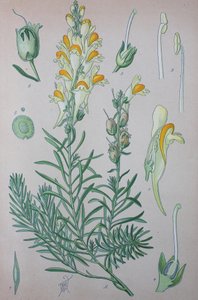 Echtes Leinkraut (Linaria), Pflanzenart der Gattung, Gewöhnliches Leinkraut