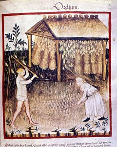 Zwei Bauern ernten die Gerste. Im Hintergrund werden die Weizenbündel unter einem Unterstand gelagert. Illumination aus dem „Tacuinum sanitatis“