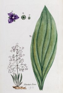 Wasserschwertlilie