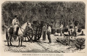Wenn der Kaffee geerntet wird, sammeln und transportieren die Männer die schweren Körbe voller Kaffeebohnen, während die Kinder das Fruchtfleisch reinigen, das die Kaffeebohnen umgibt. Gravur zur Illustration der Reise nach Brasilien, Bericht von M. und Mm