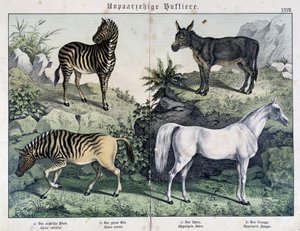 Zebras, Esel und Pferd - in „Histoires naturelles des mammals“, ed. Schreiber