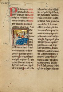 Caladrius Vögel