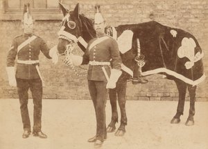 Ein Pferd des 3. von Unknown