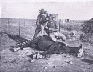 Eine knappe Flucht. Ein verwundeter Späher, dessen Pferd unter ihm erschossen wurde, aus Nach Pretoria: Der Guerillakrieg, veröffentlicht von Harmsworth Bros Limited