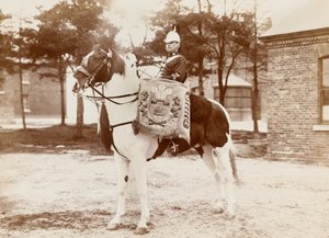 ?Trommelpferd, 3. Dragonergarde des Prinzen von Wales?, ca. 1895