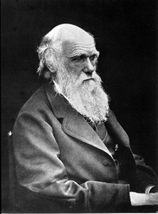 Fotografisches Porträt von Charles Darwin (1809 - 1882), englischer Naturforscher. 1881