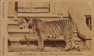 Plassey, das Haustier des Royal Madras Fusiliers