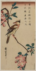 Schwarzgenickter Pirol (Koreanischer Grasmücke) auf einem Hall-Krabapfel von Utagawa Hiroshige