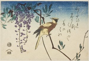 Schwarzgenickpirol und Glyzinie von Utagawa Hiroshige