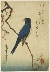 Blauer Vogel auf einem Ahornzweig