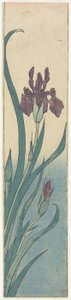 Iris, frühes 19. Jahrhundert