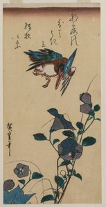 Eisvogel und Chinesische Glockenblumen