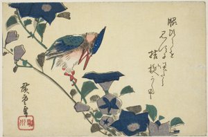 Eisvogel und Glockenblumen