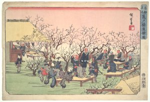 Pflaumenblüten im Kameido-Garten