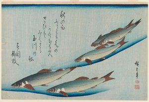 Schule der fünf Sitzforellen aus der Serie Fische, ca. 1835 von Utagawa Hiroshige