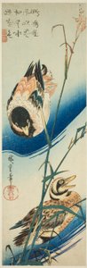 Zwei Enten schwimmen zwischen Schilf von Utagawa Hiroshige