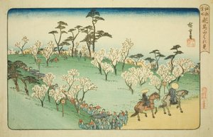 Betrachten der Kirschblüten am Asuka-Hügel (Asukayama hanami), aus der Serie "Berühmte Orte in Edo (Koto meisho)" von Utagawa Hiroshige