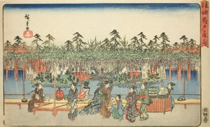 Blauregen in Kameido (Kameido Tenjin fuji hana), aus der Serie "Berühmte Orte in der östlichen Hauptstadt (Toto meisho)"