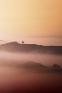 Einsamer Baum im goldenen Nebel von Vanja Tajnsek