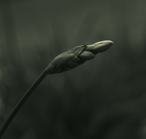 Gelassene Knospenblüte